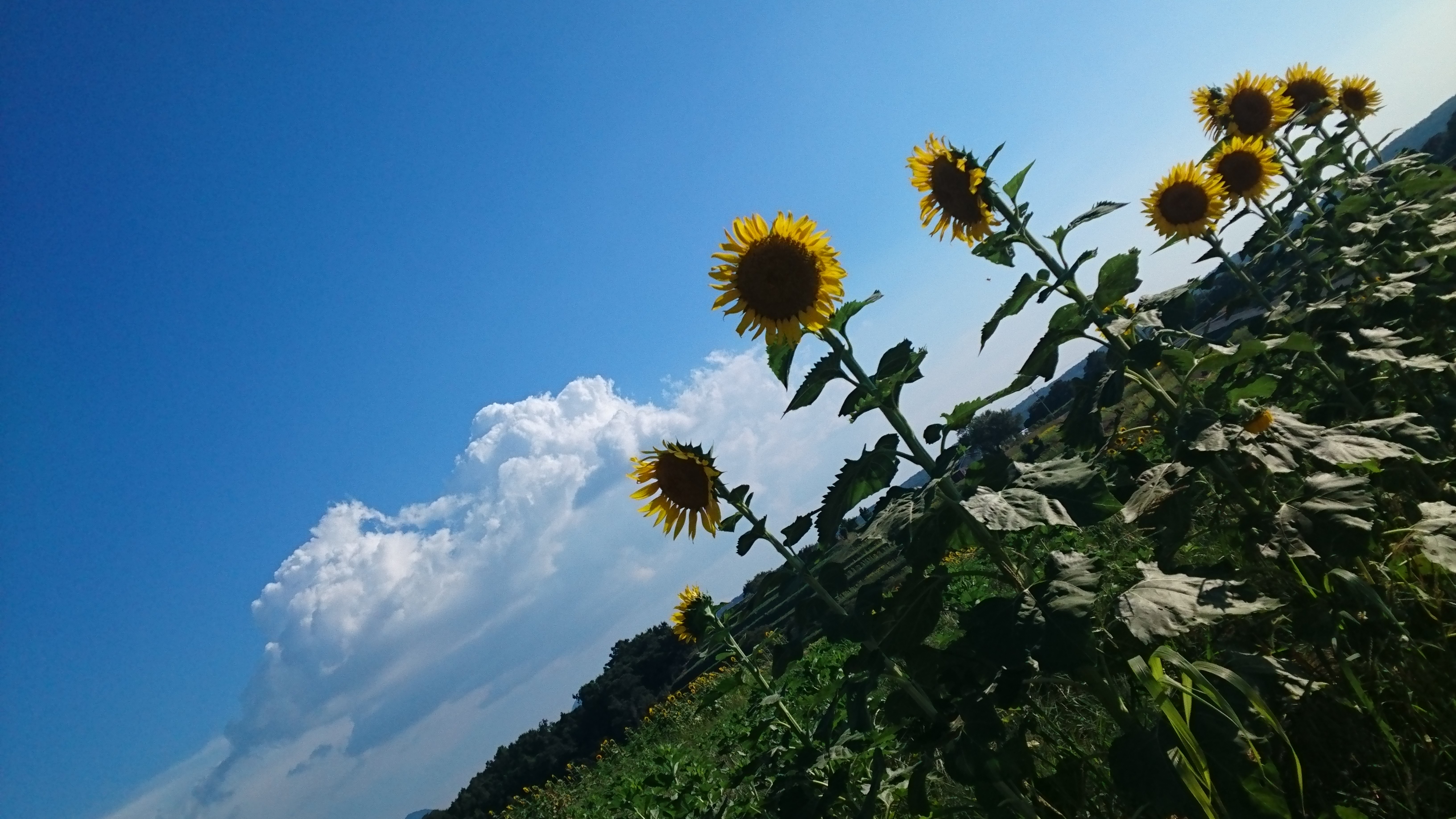 【削除されました】今週末を振り返るスレッド ~2016年8月3週目~ 【削除されました】今週末を振り返るスレッド ~2016年8月3週目~