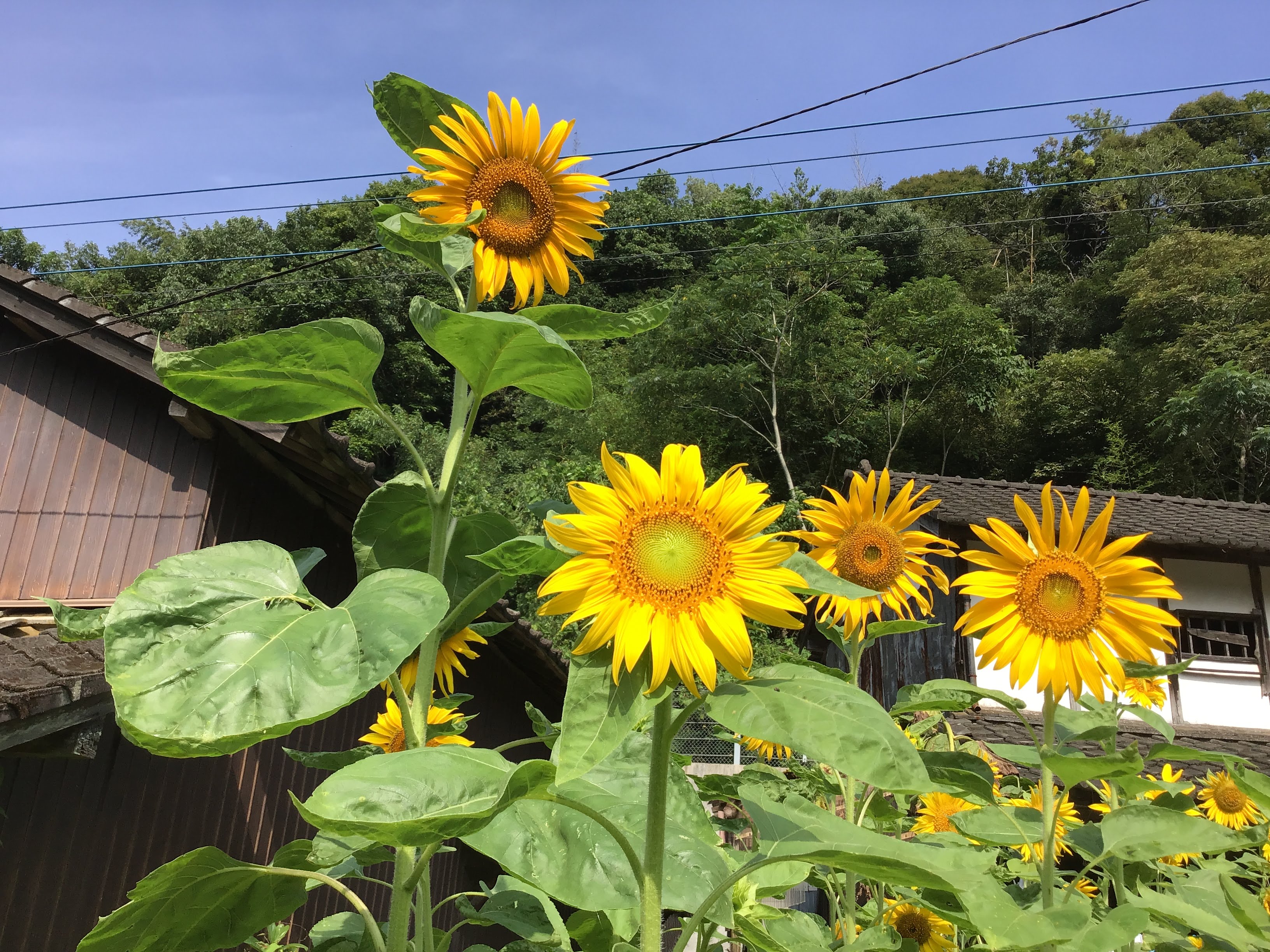 【削除されました🌈】今週末の予定を謳うスレッド ~令和元年8月2週目~ 【削除されました🌈】今週末の予定を謳うスレッド ~令和元年8月2週目~