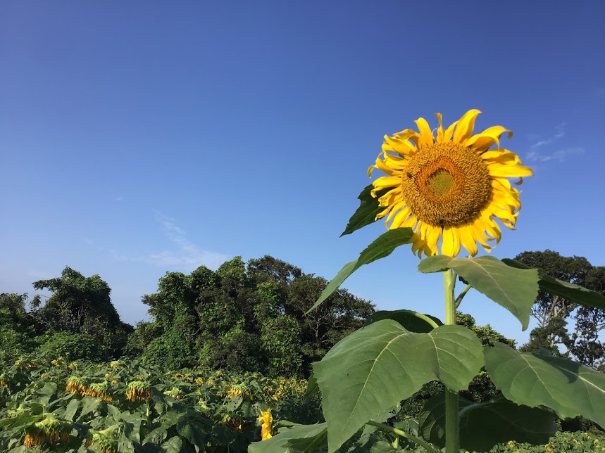 【削除されました🌈】今週末の予定を謳うスレッド ~令和元年8月5週目~ 【削除されました🌈】今週末の予定を謳うスレッド ~令和元年8月5週目~